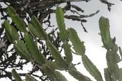 Euphorbia vajravelui